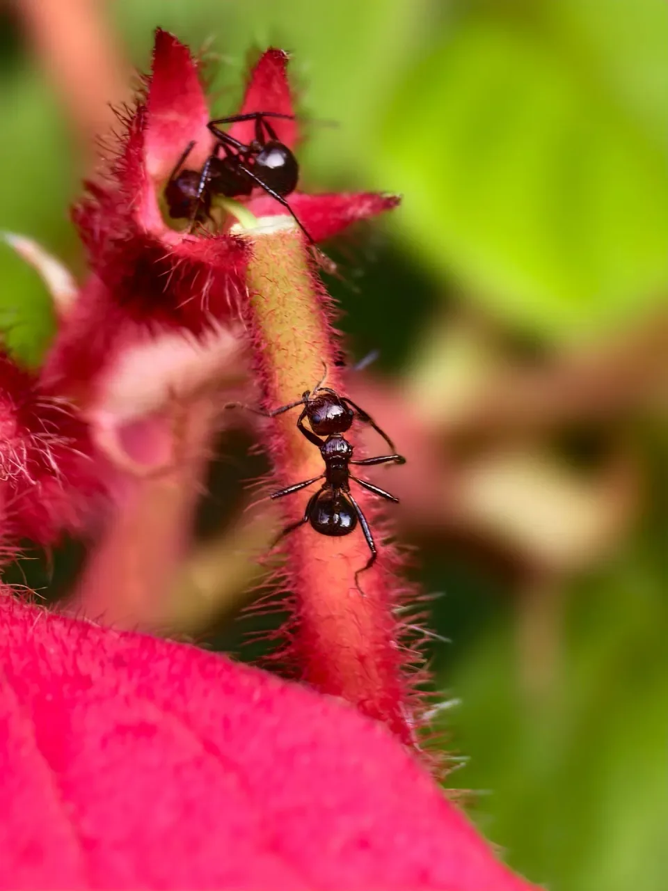 Ants — Pest Control Ants — Pest Control