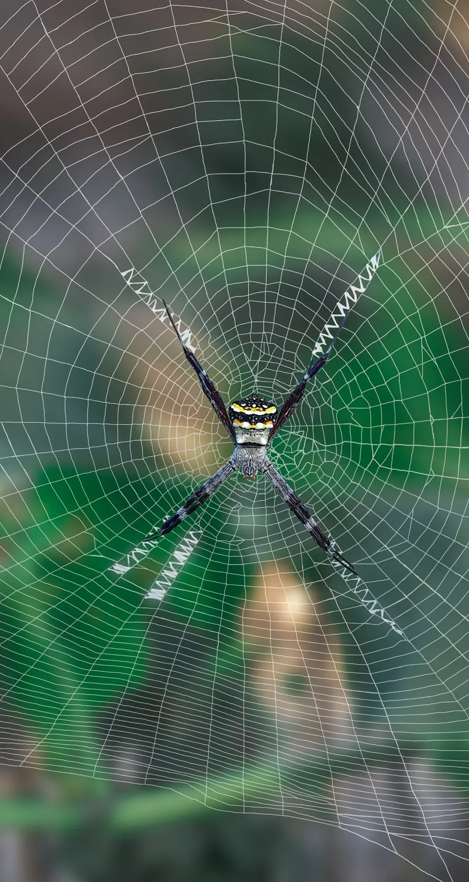 Argiope Spider — Pest Control Argiope Spider — Pest Control