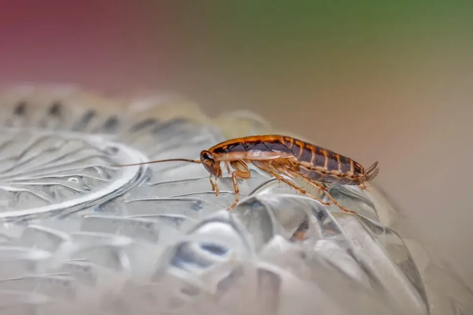 Cockroach — Pest Control Cockroach — Pest Control