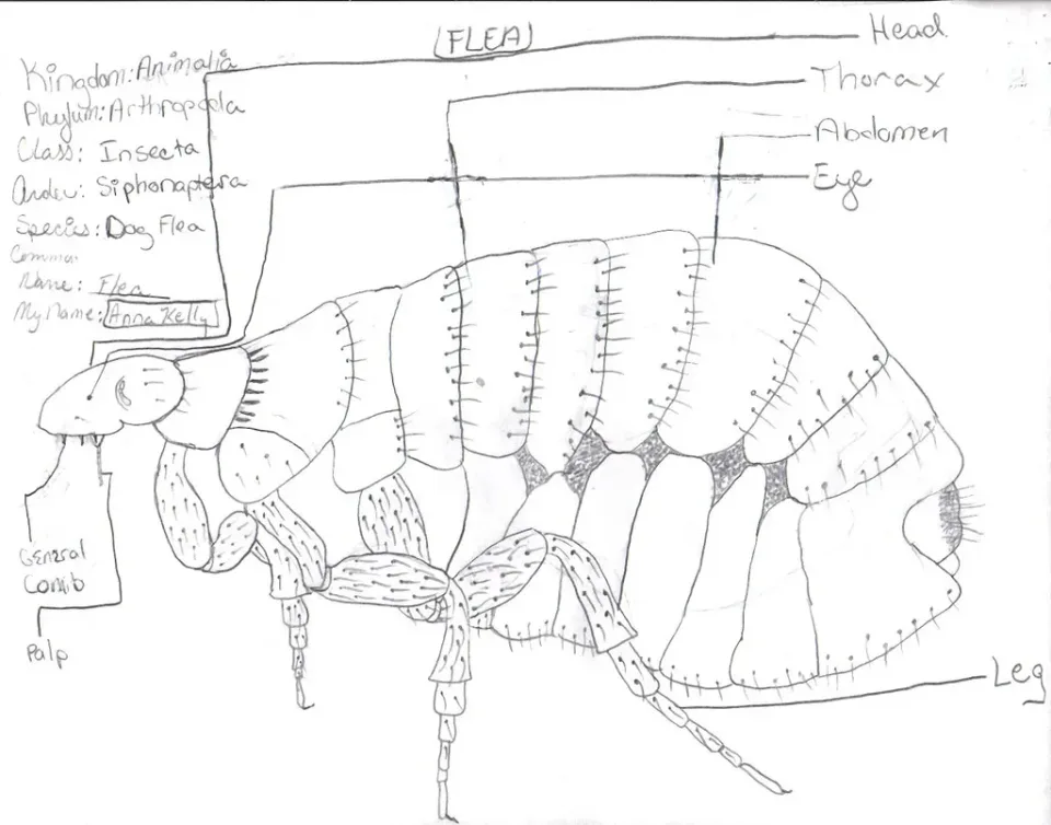 Flea Illustration — Pest Control