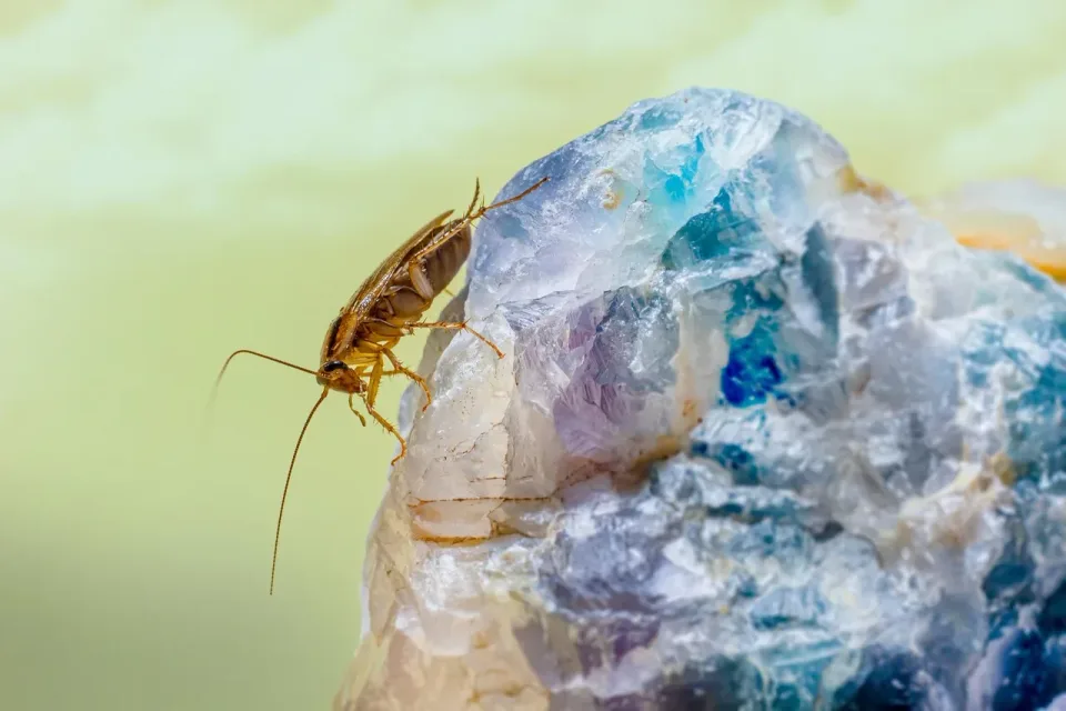 German Cockroach — Pest Control German Cockroach — Pest Control