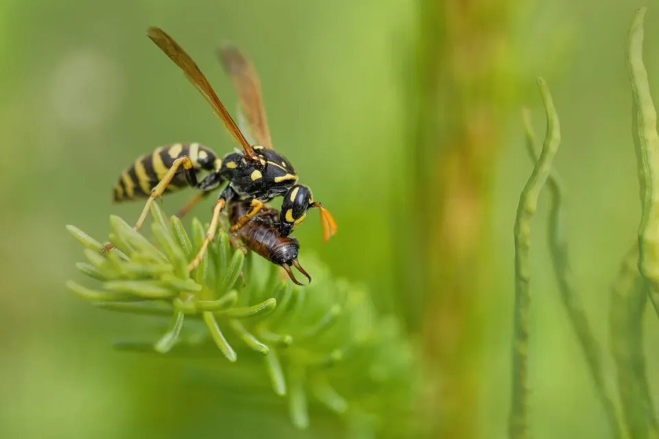 Paper Wasp — Pest Control Paper Wasp — Pest Control