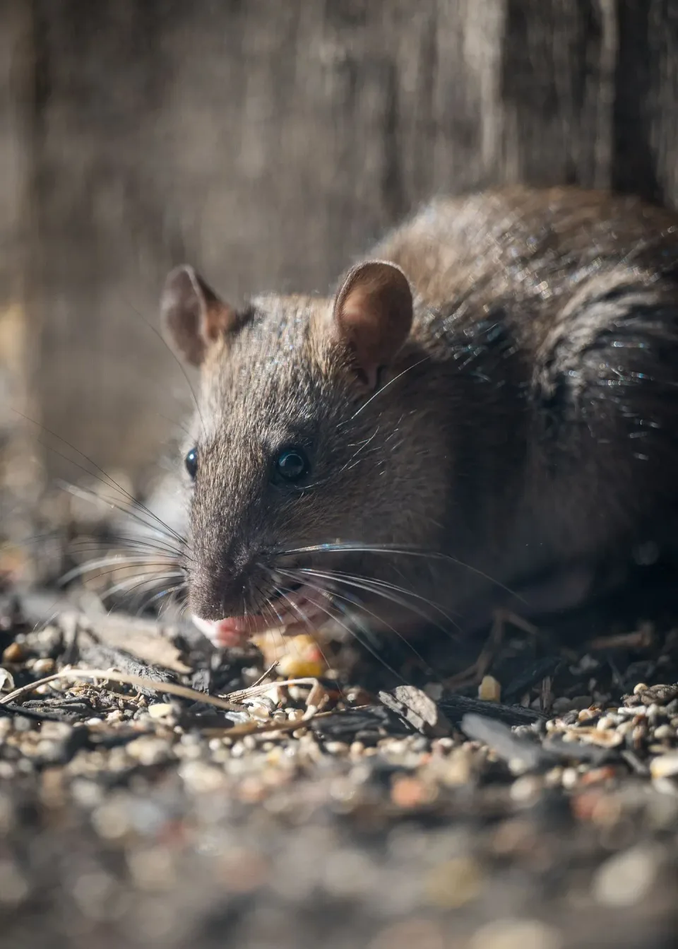 Rat — Pest Control Rat — Pest Control