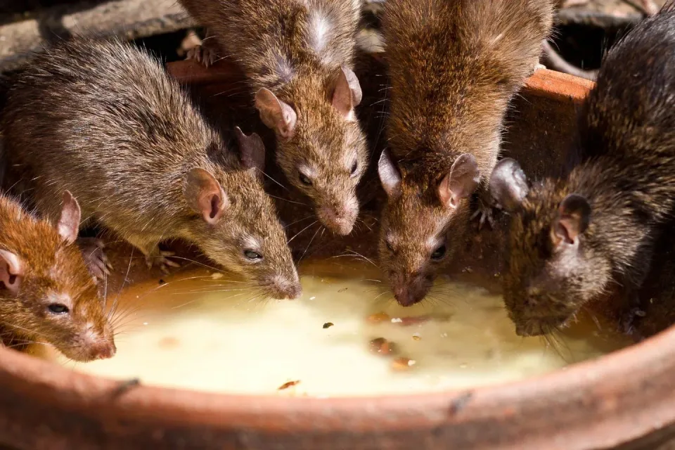 Rats — Pest Control Rats — Pest Control