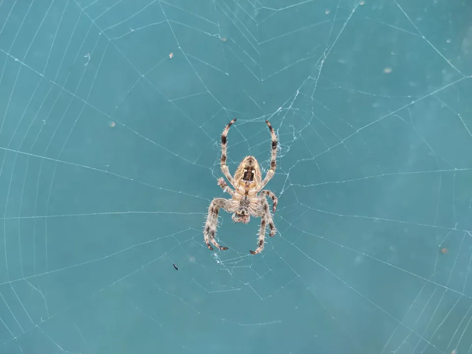 Spider — Pest Control Spider — Pest Control