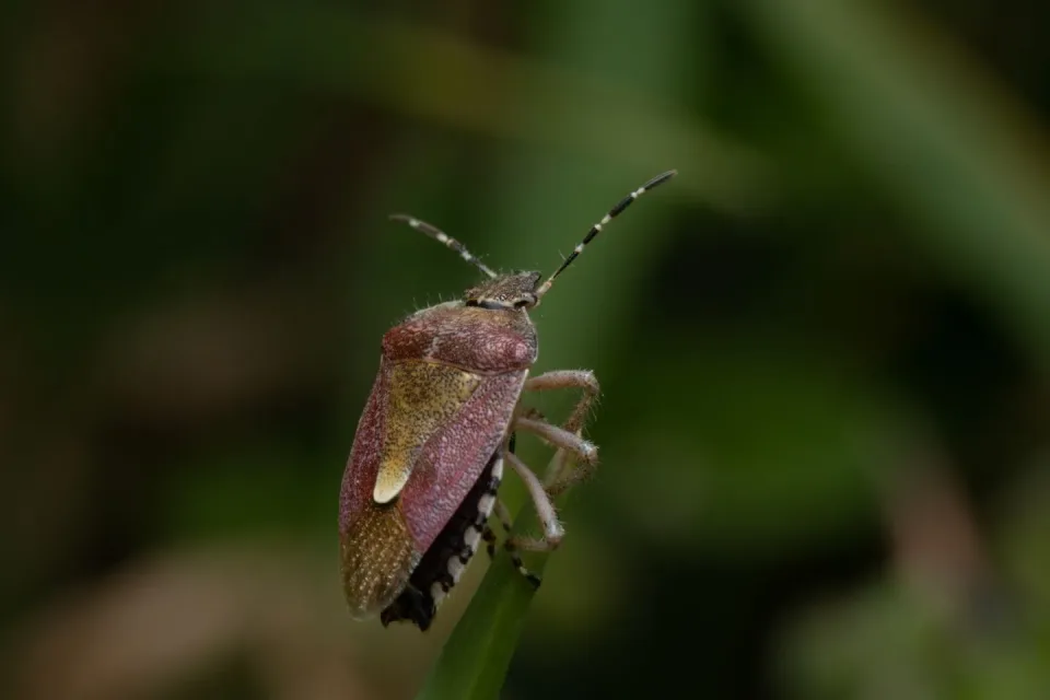 Stink Bug — Pest Control