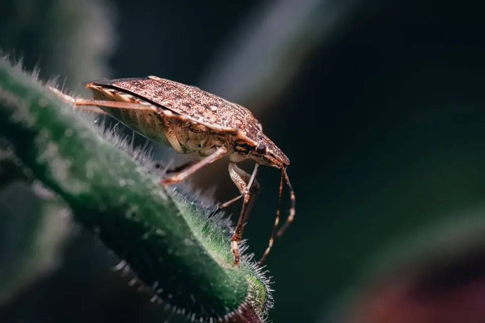 Stink Bug — Pest Control Stink Bug — Pest Control